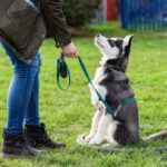 most obedient dogs