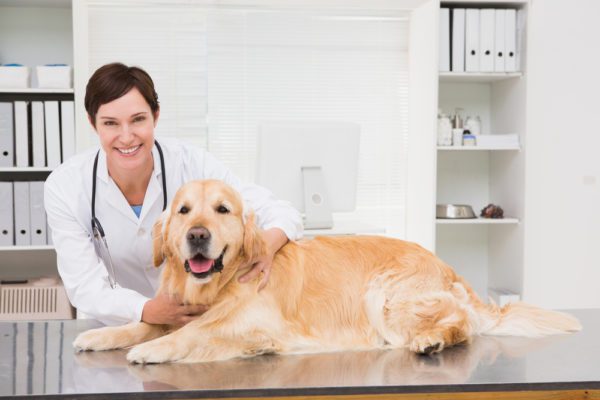 Nutro Limited Ingredient Diet Sensitive Support with Real Lamb Sweet Potato GrainFree Large Breed Adult Dry Dog Food 22lb bag Total Vet veterinarian with golden retriever at the vet