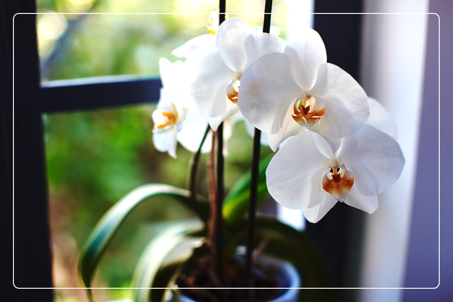 a white Orchid (Phalaenopsis sp.), which is a nontoxic houseplant, grows indoors next to a window