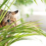 pet safe plants hero