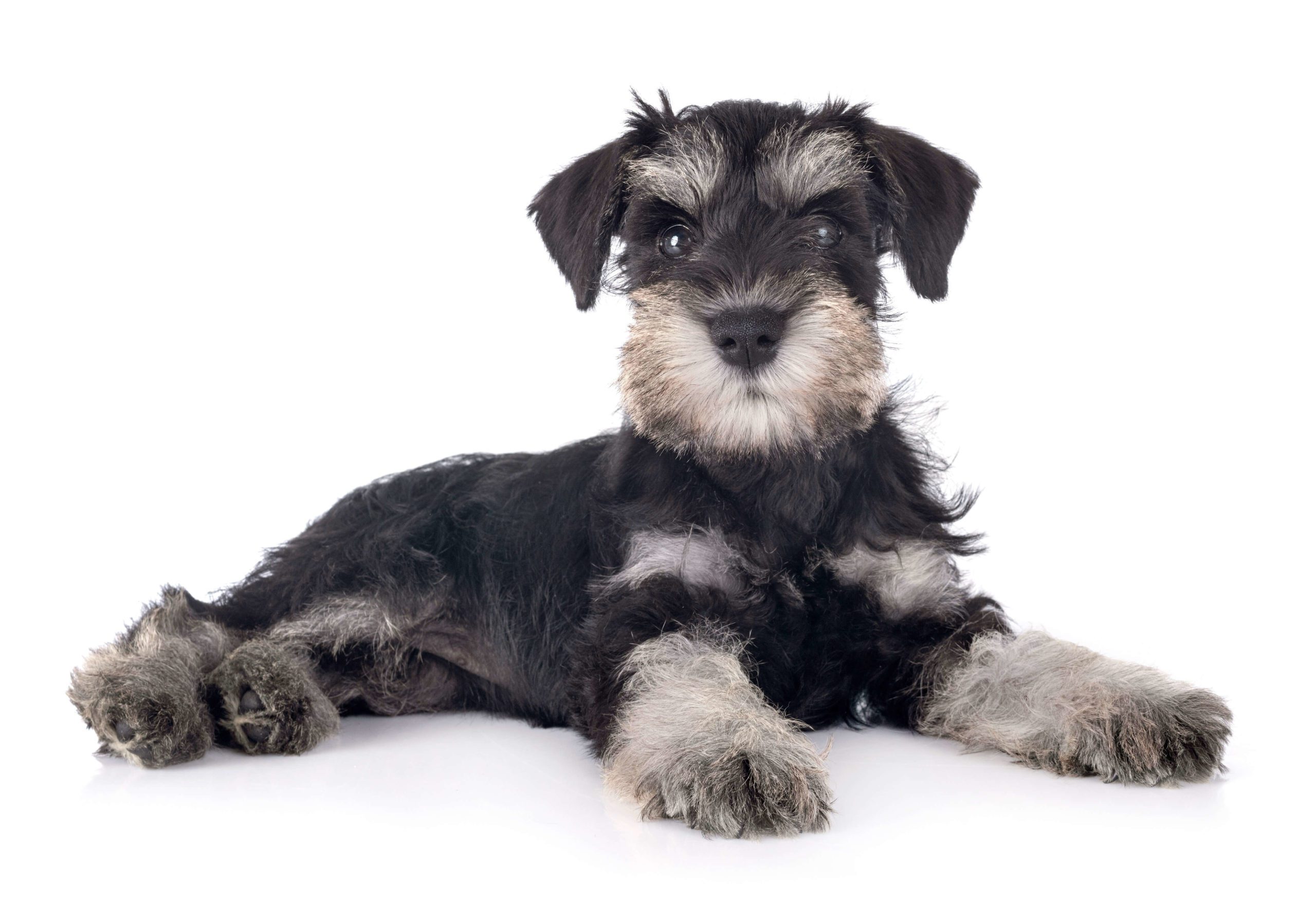 baby schnauzer