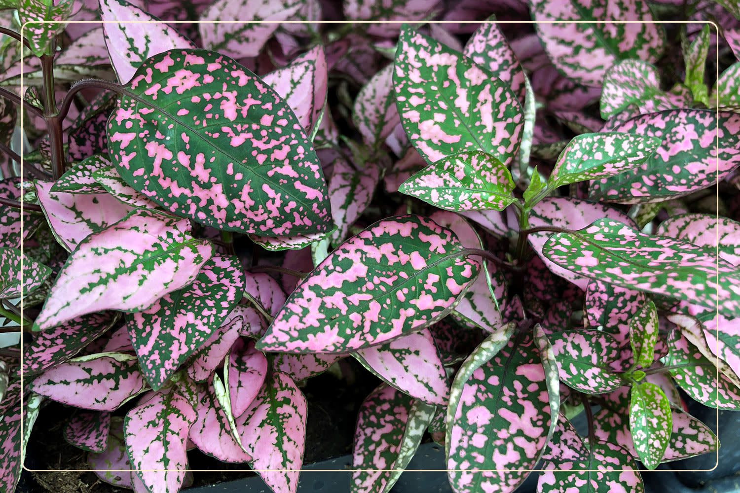a closeup of a Polka Dot Plant (Hypoestes phyllostachya), which is a pet-friendly plant