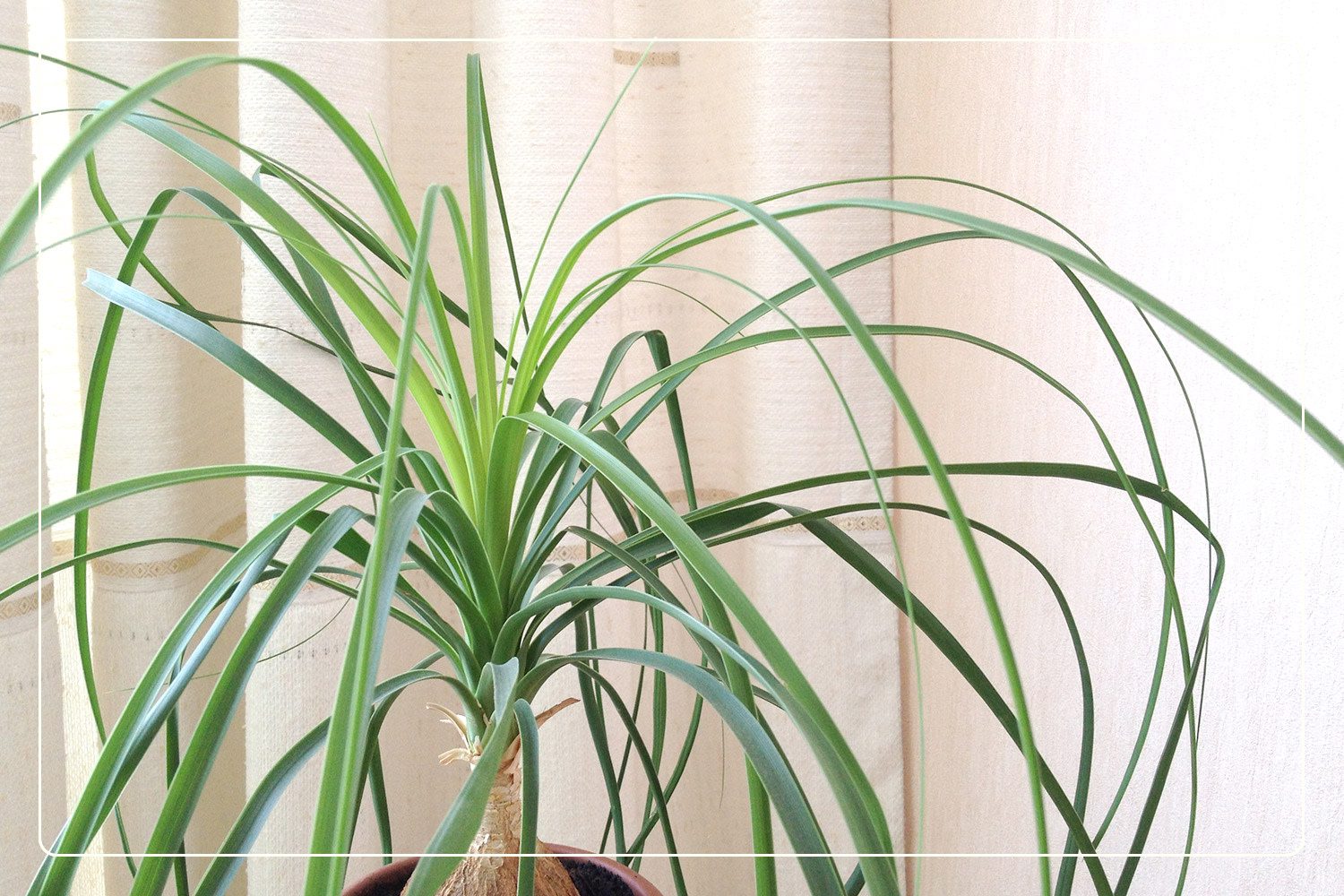 a closeup of Ponytail Palm (Beaucarnea recurvata), which is a pet-friendly plant, growing indoors and with very long fronds