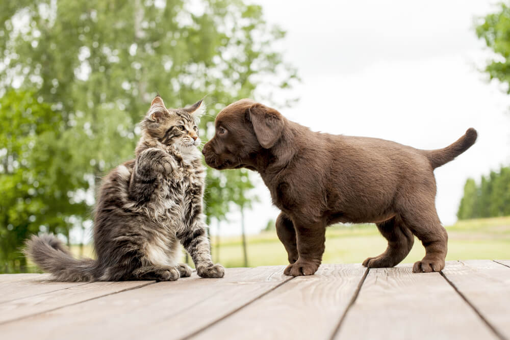 Total Vet preparing for a dog and cat introduction