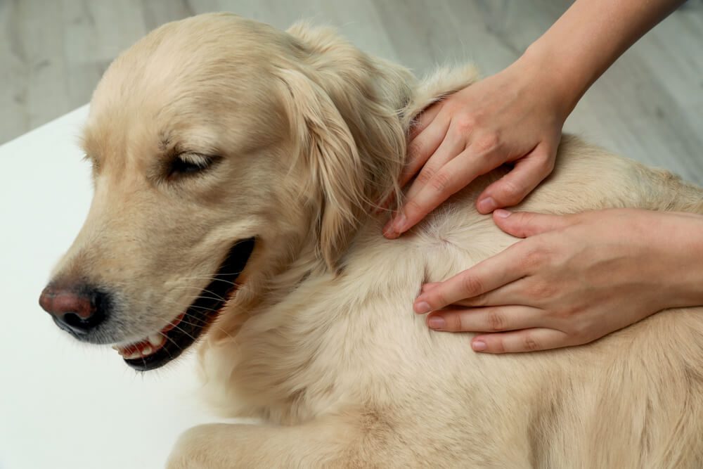 Total Vet removing ticks from a dog