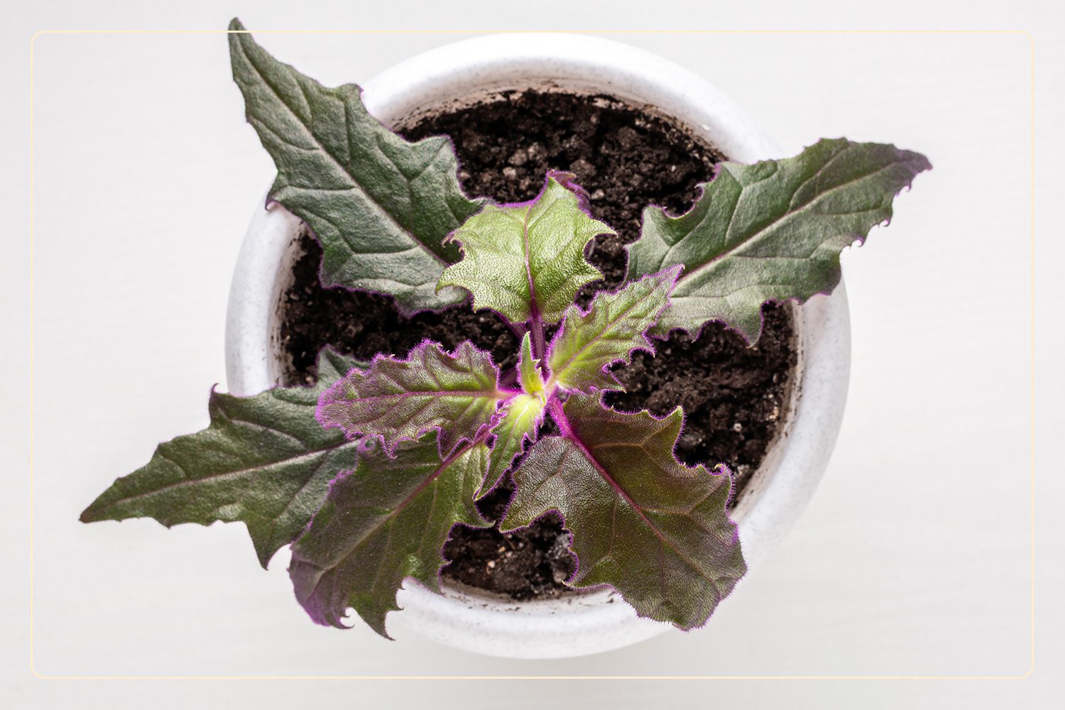 a top-down view of a Royal Velvet Plant (Gynura aurantiaca), which is a pet-safe plant, growing in a white pot