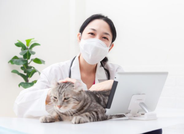 Total Vet veterinarian with a cat in a telehealth visit