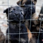 puppy mill statistics