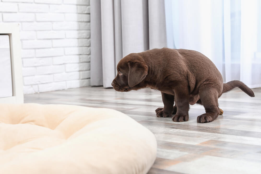Puppy Diarrhea What Is It What do You Need to Know