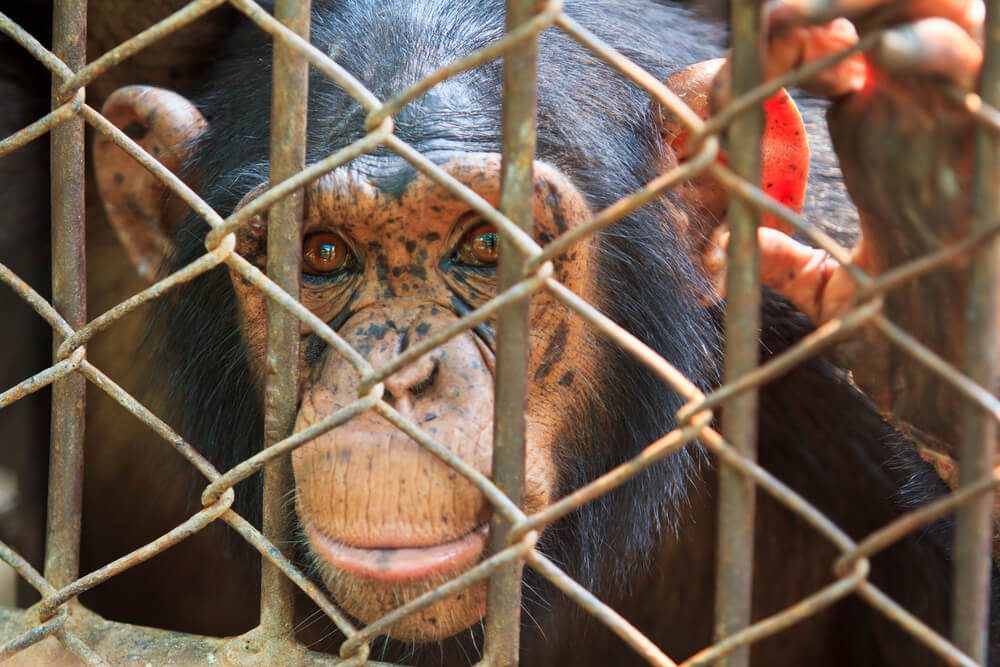 shutterstock130901063 Total Vet animals in captivity statistics