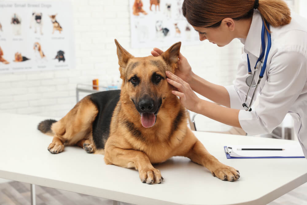 Total Vet Dog Itchy Ears What You Need to Know