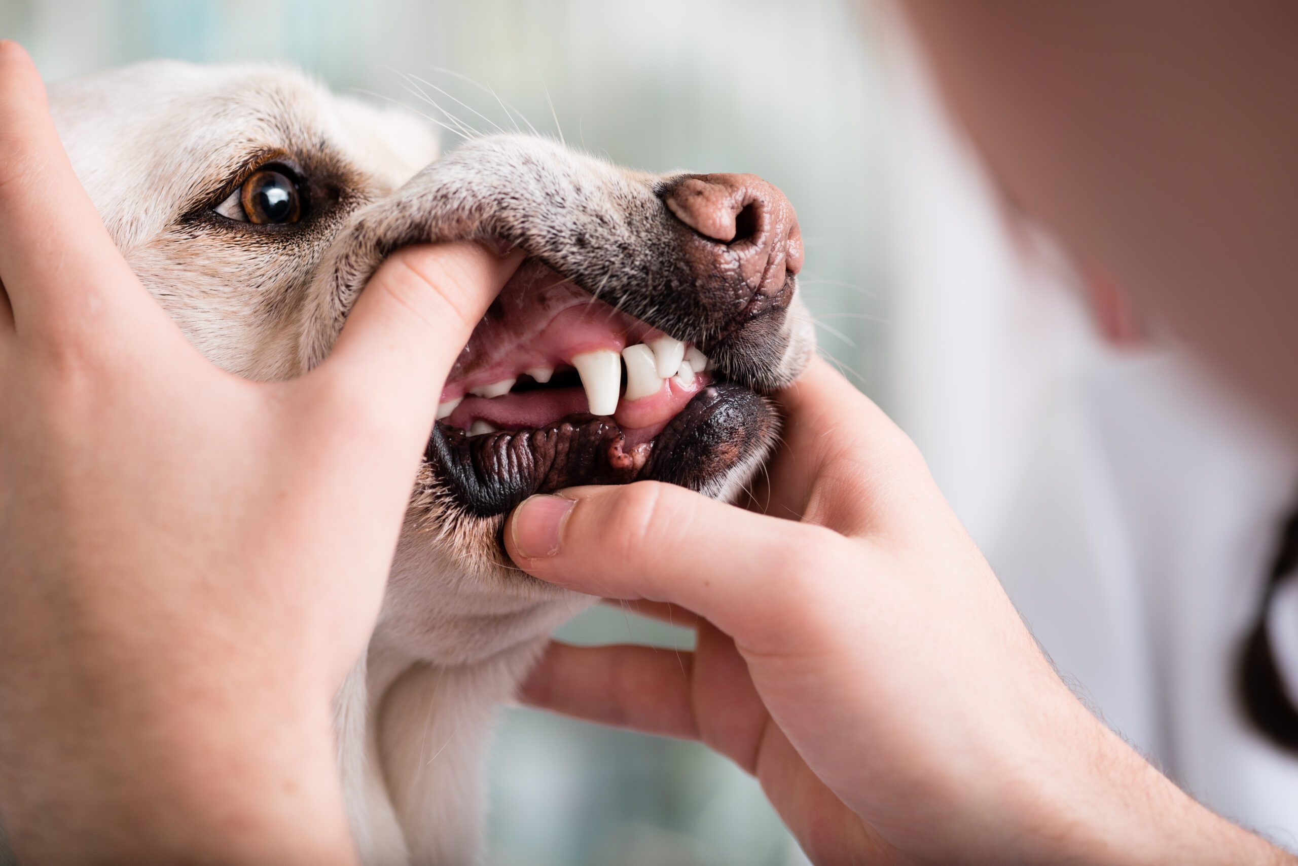 Total Vet Dog Grinding Teeth