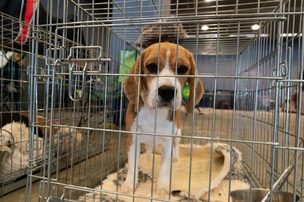 shutterstock1563568048 Total Vet animal testing statistics