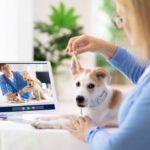Best Online Vets