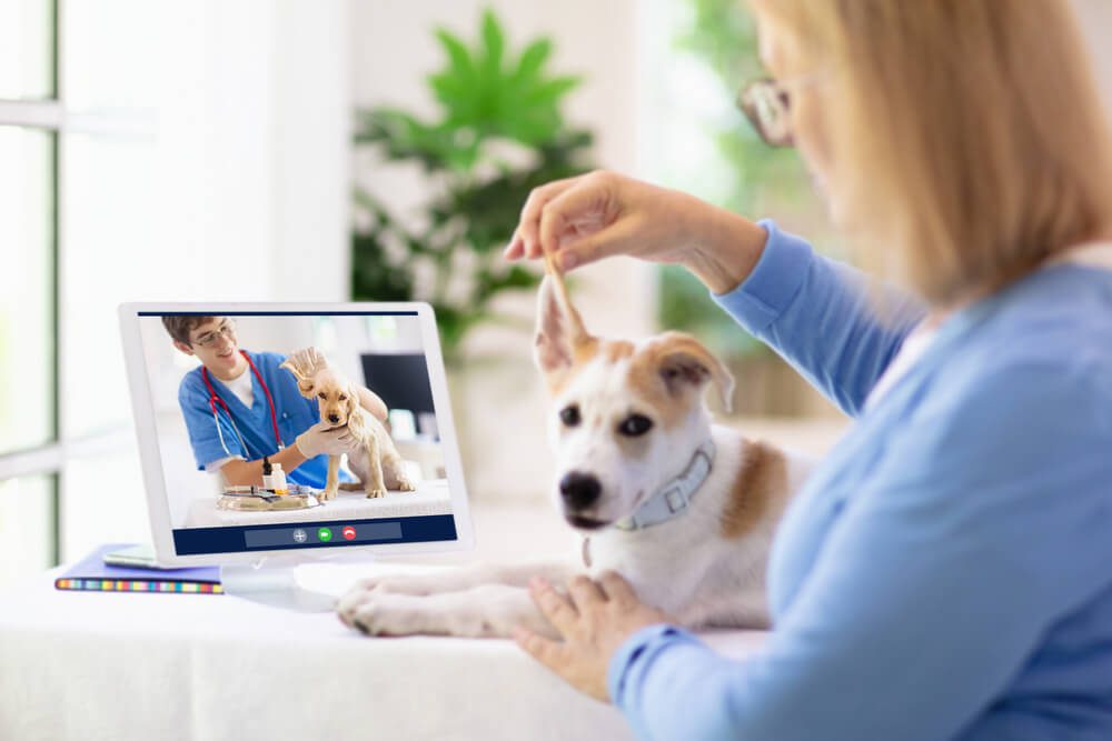 shutterstock1724880964 Total Vet Best Online Vets