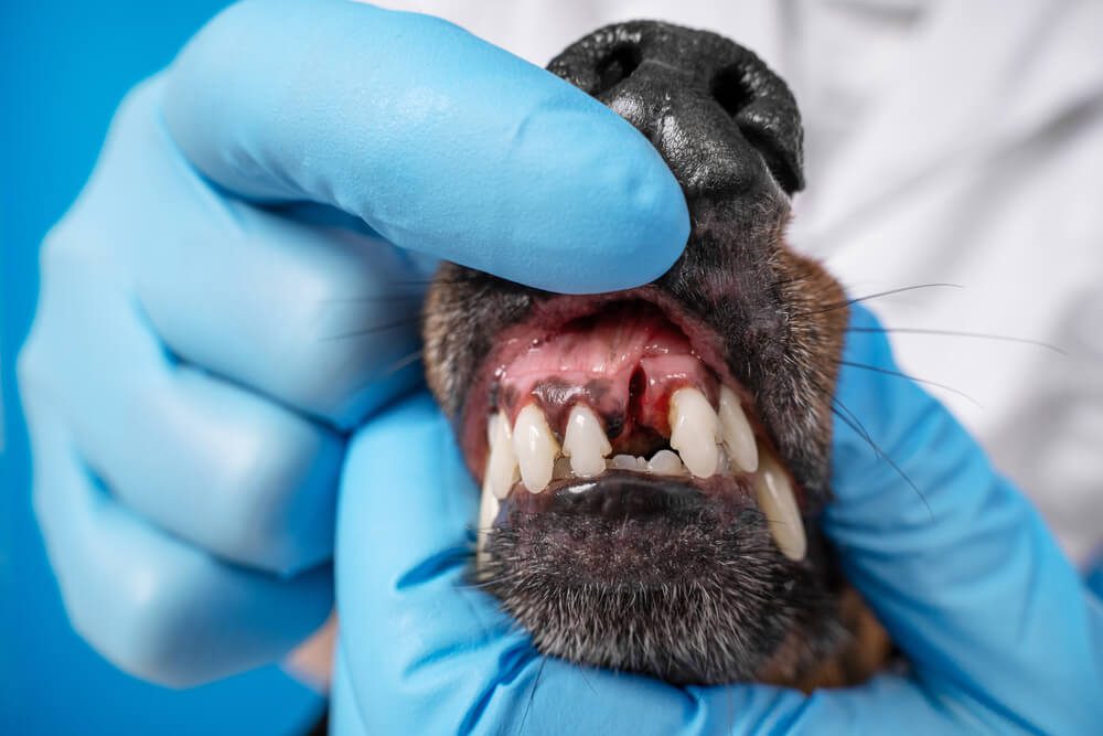 Total Vet Dental Disease in Dogs Symptoms Causes and Treatments