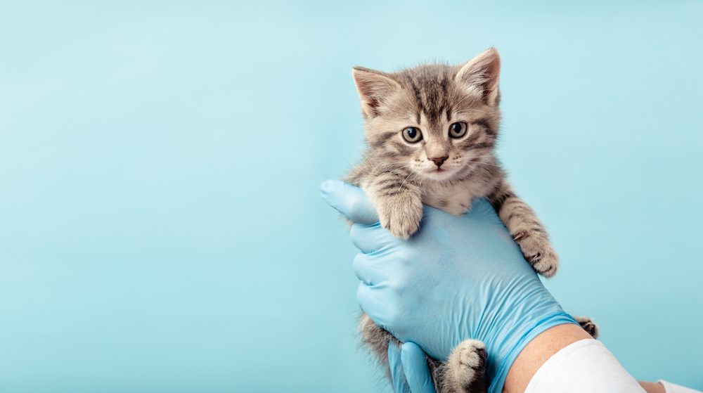 SHUUFANRODogBeds Total Vet cat ancestry test using their dna