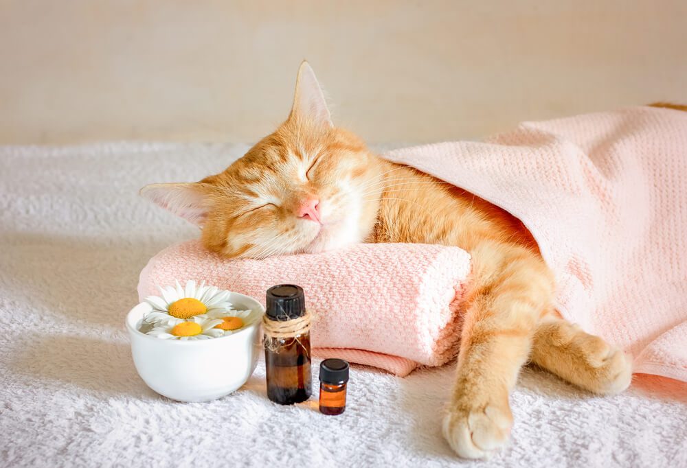 shutterstock1798157746 Total Vet Are Essential Oils Safe for Cats