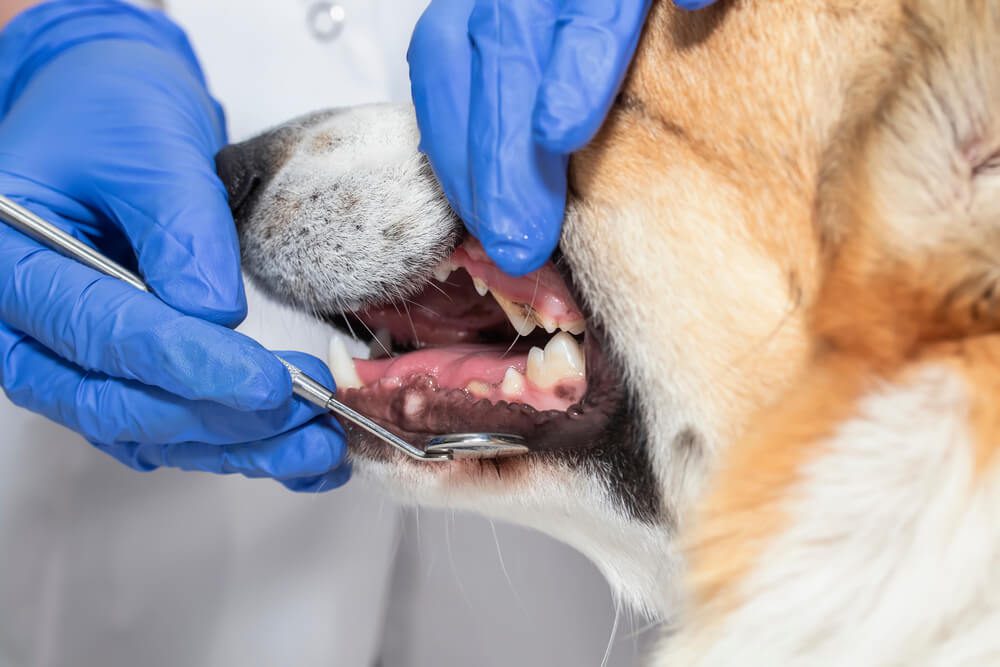 Total Vet Dental Disease in Dogs Symptoms Causes and Treatments