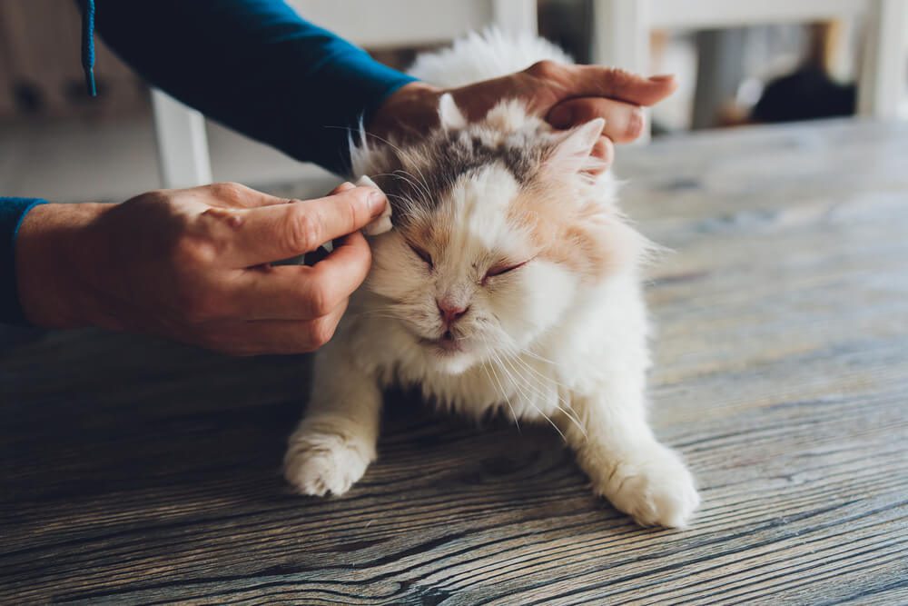 Total Vet Cat Eye Infection Causes Symptoms and Remedies