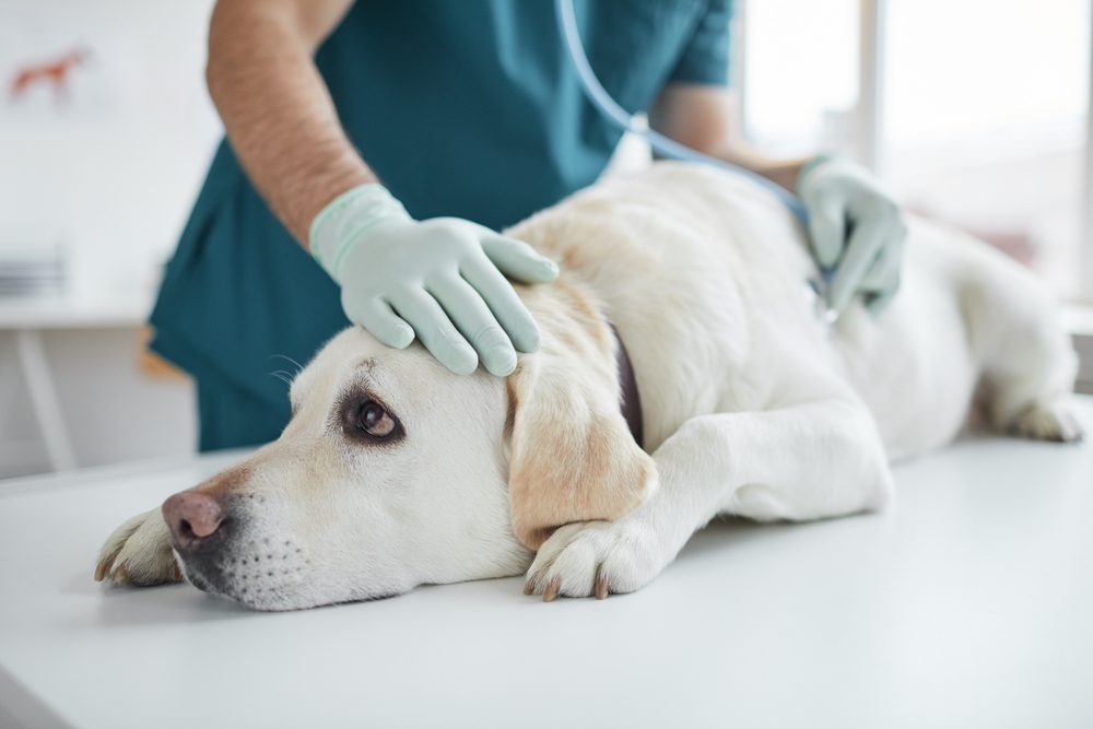 Total Vet How do Vets Treat Dogs With Cancer