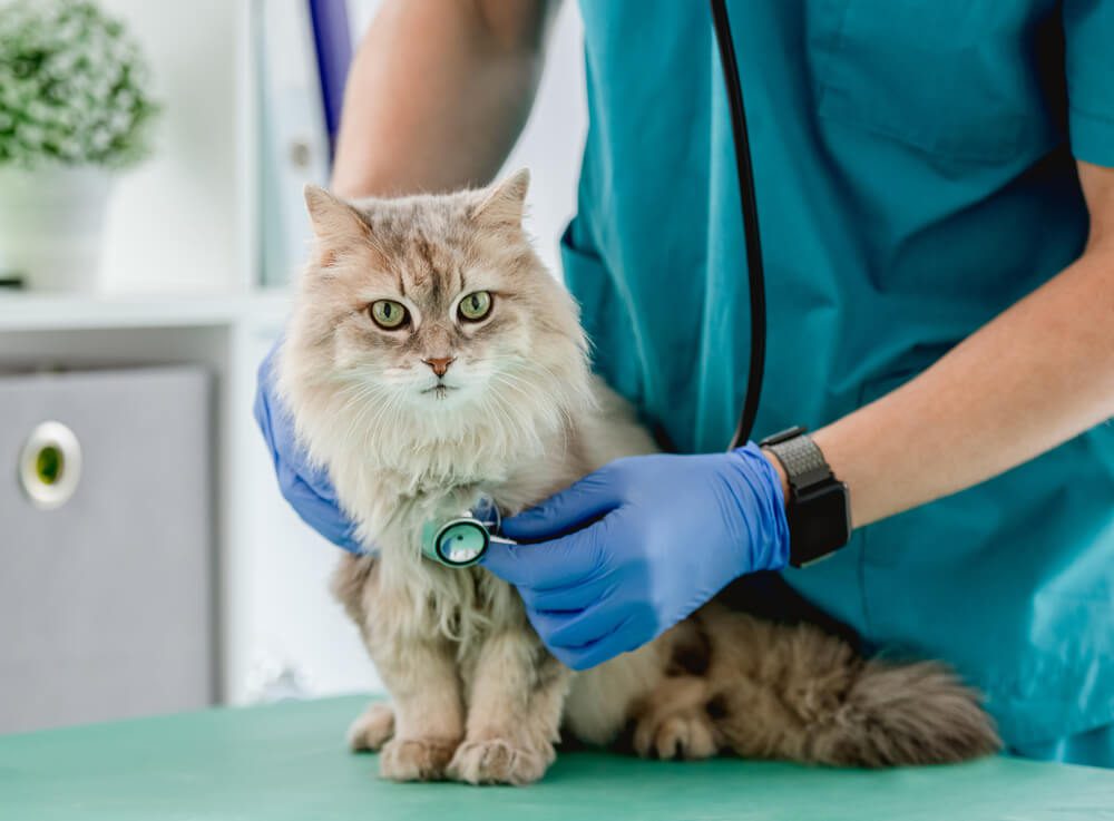 Total Vet Cat Losing Hair on Ears What You Should Know and What to do About It
