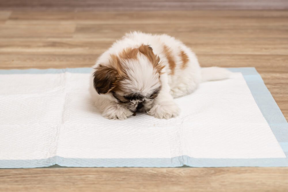Puppy Diarrhea What Is It What do You Need to Know