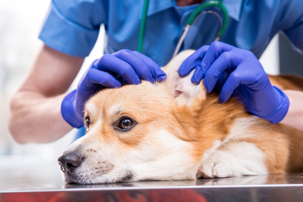 Total Vet Dog Ear Bleeding Cause Symptoms and Treatment