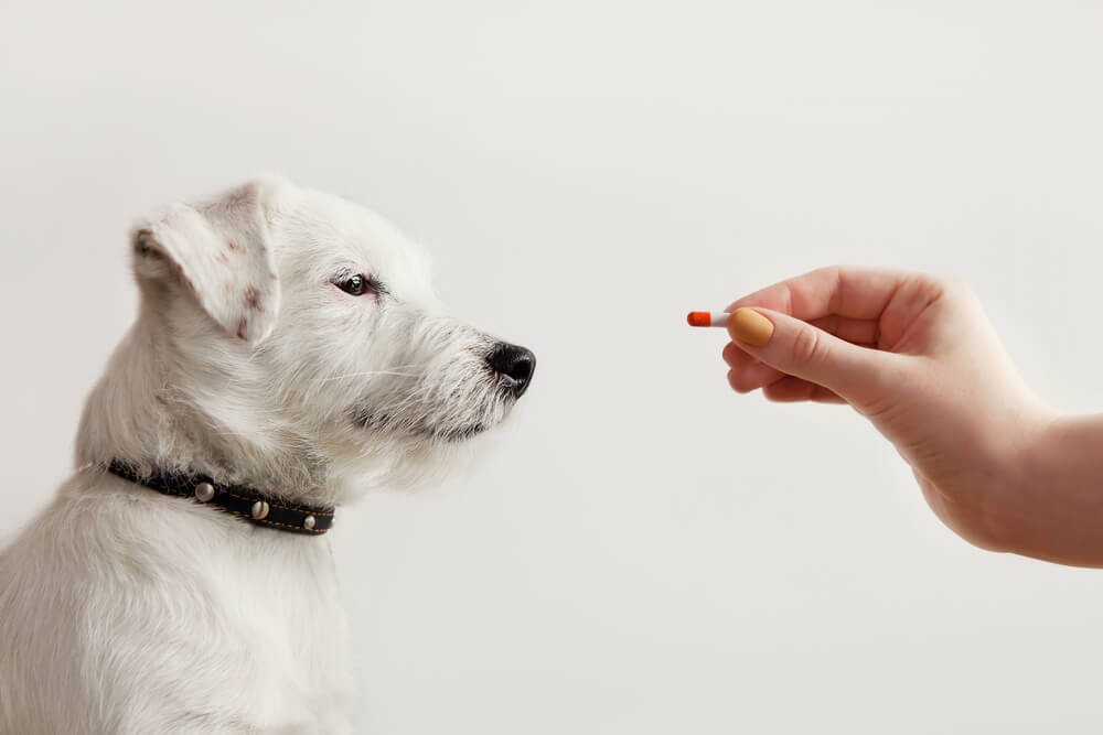 Puppy Diarrhea What Is It What do You Need to Know
