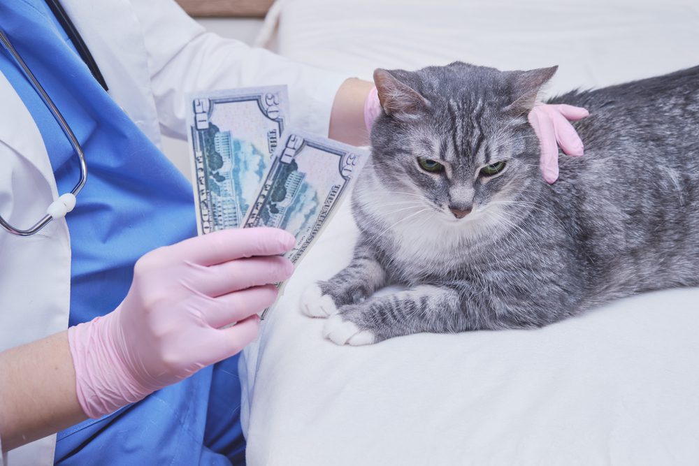 FurhavenPetRoundOvalCalmingOrthopedicLounger Total Vet dna test cost for a cat