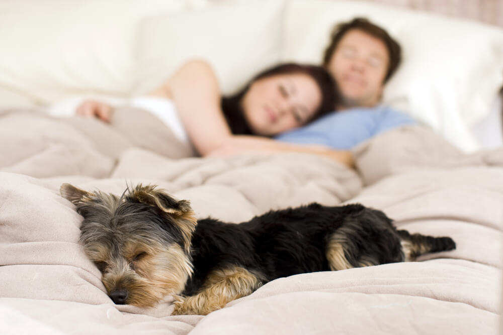 Total Vet co sleeping with dogs