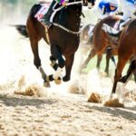 horse racing death statistics