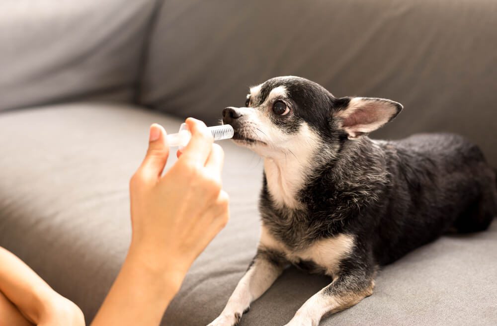shutterstock414821812 Total Vet Gabapentin for Dogs