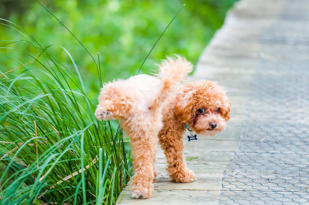 Total Vet Urinary Tract Infections in Dogs Remedies and Treatment
