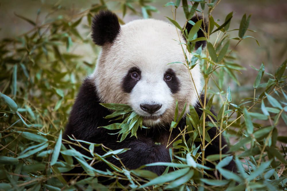 shutterstock546638455 Total Vet endangered animals statistics