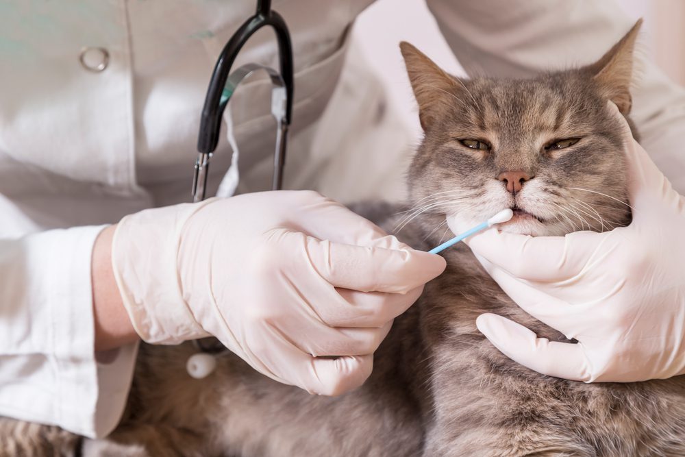 PrettyYoungWomanSelectingAnimalBedInPetShop Total Vet cost of cat dna test