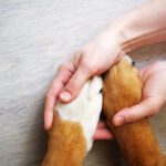 FirstVet