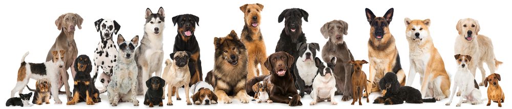 HollypetCrownPetDogBed Total Vet accuracy of dog dna test