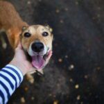 pet ownership statistics