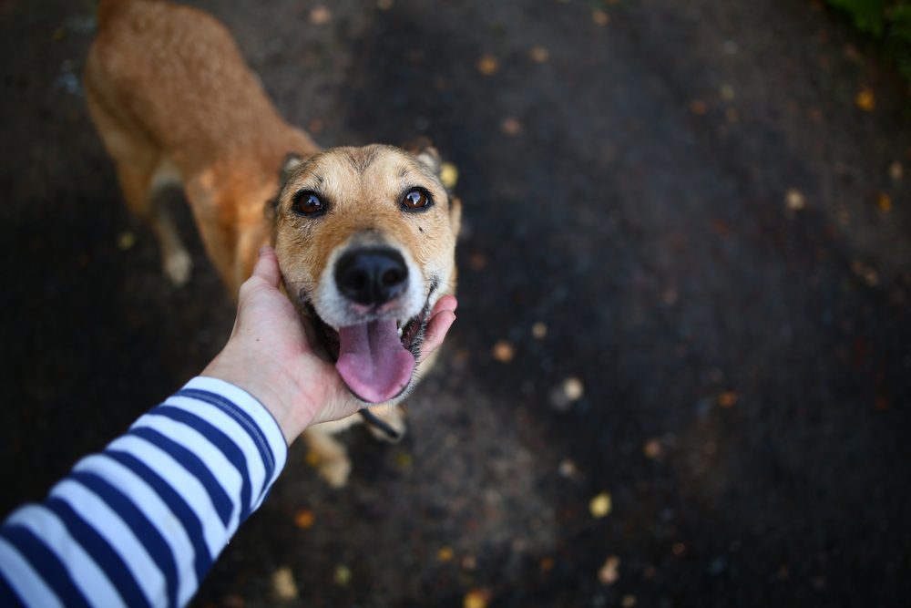 DogFriendOfTheOwner Total Vet pet ownership statistics