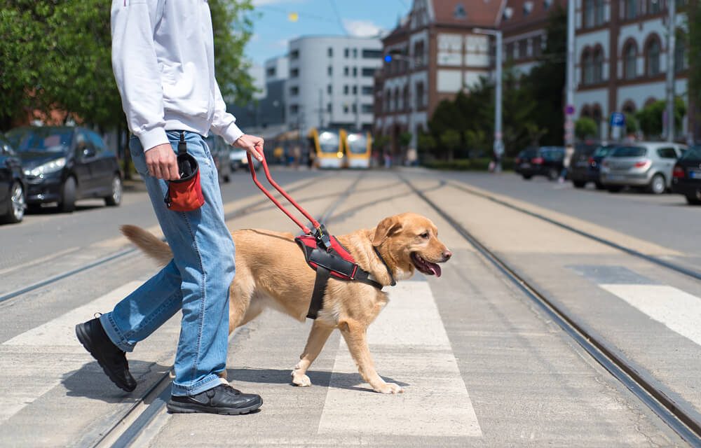 shutterstock637703731 Total Vet service dog statistics