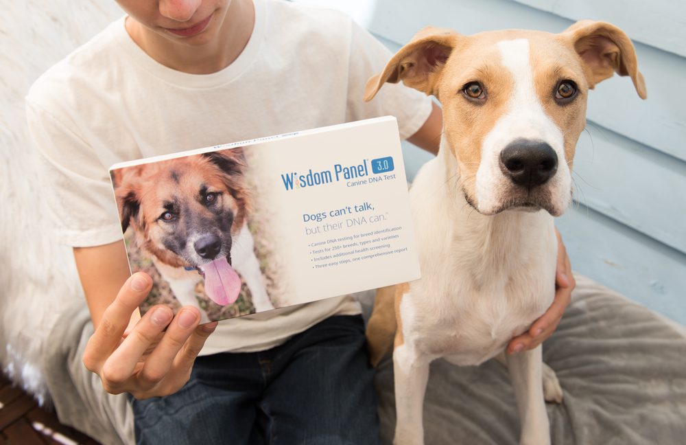 TheBestPrincessDogBedsforYourRoyalCanine Total Vet accuracy of dna test for dog