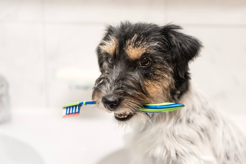 Total Vet Dental Disease in Dogs Symptoms Causes and Treatments