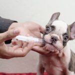 Galliprant for Dogs