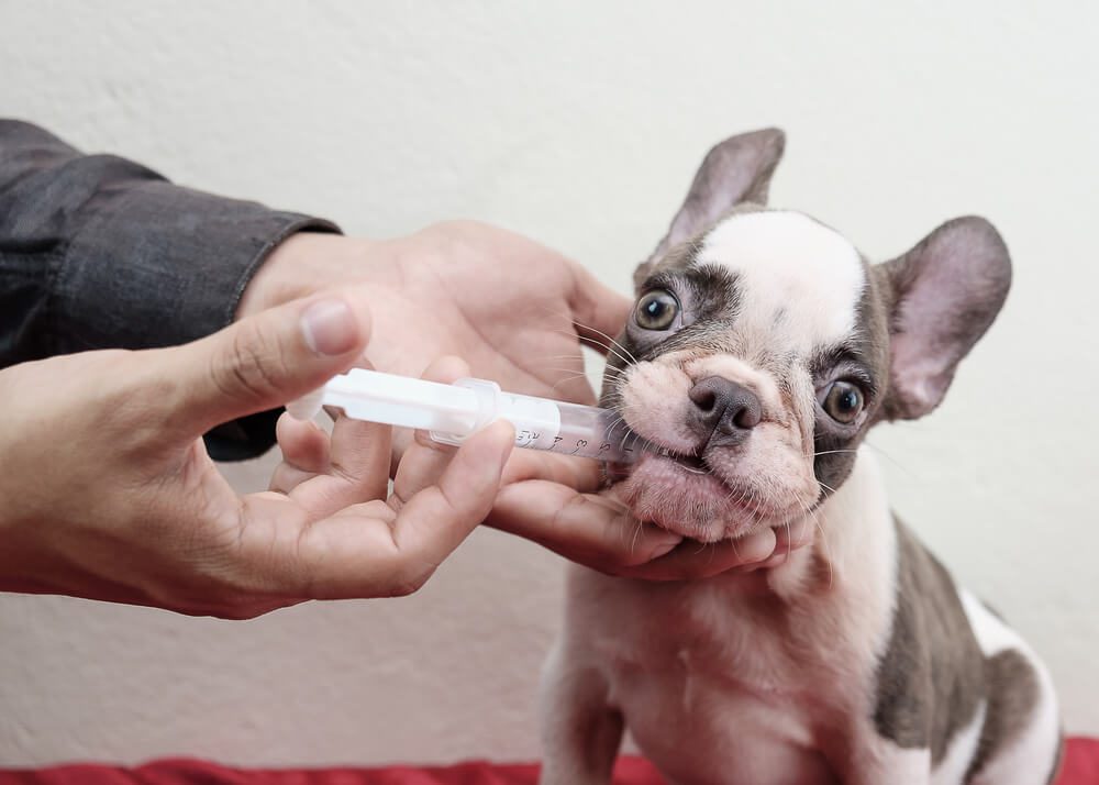 shutterstock734478304 Total Vet Galliprant for Dogs
