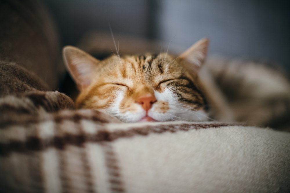 shutterstock1778679173 Total Vet wisdom panel dna test for cats
