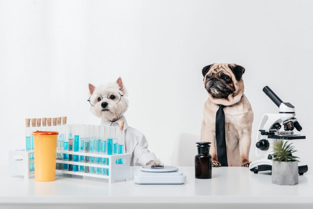 Cancer Treatment Research for Dogs