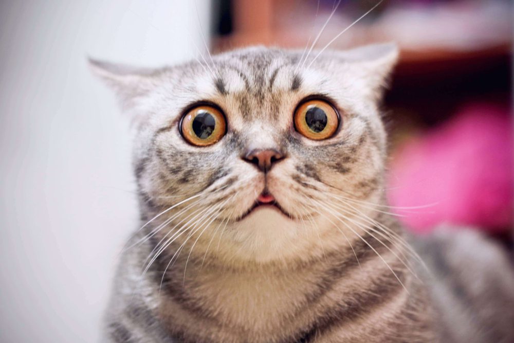 CuteDogSittingUpInAField Total Vet basepaws dna test for cats