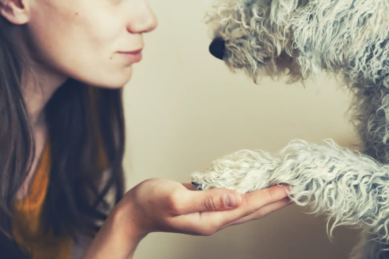 stories of pet loss