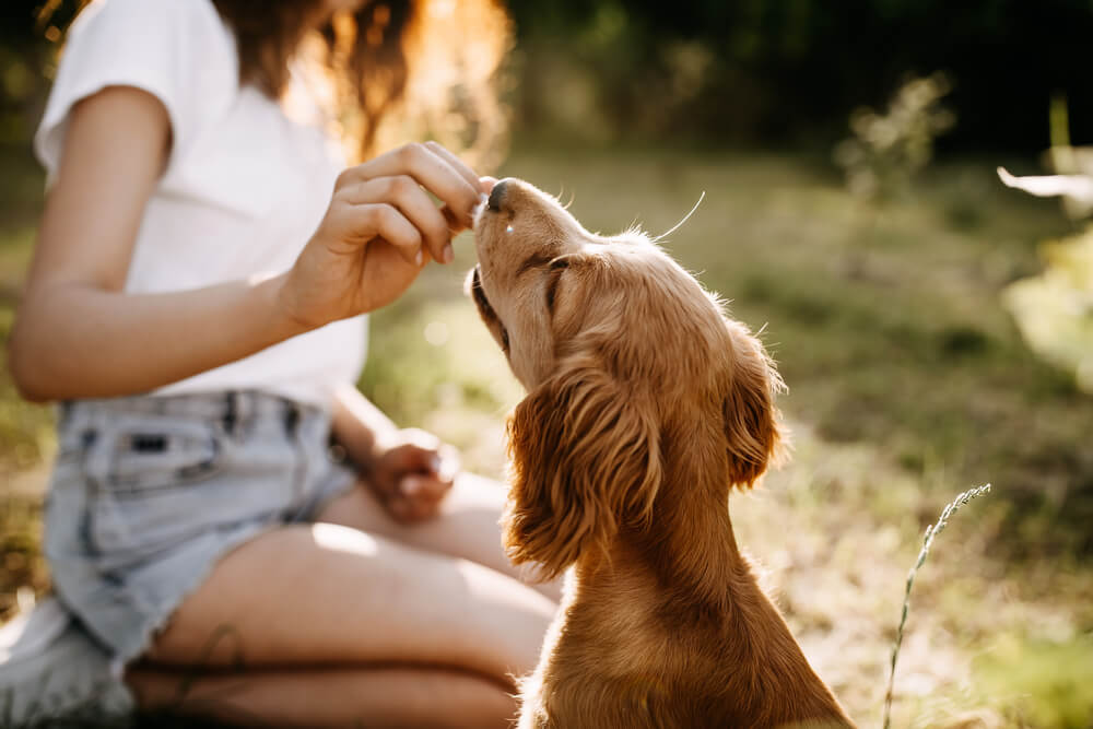 Total Vet tips for socializing an old puppy